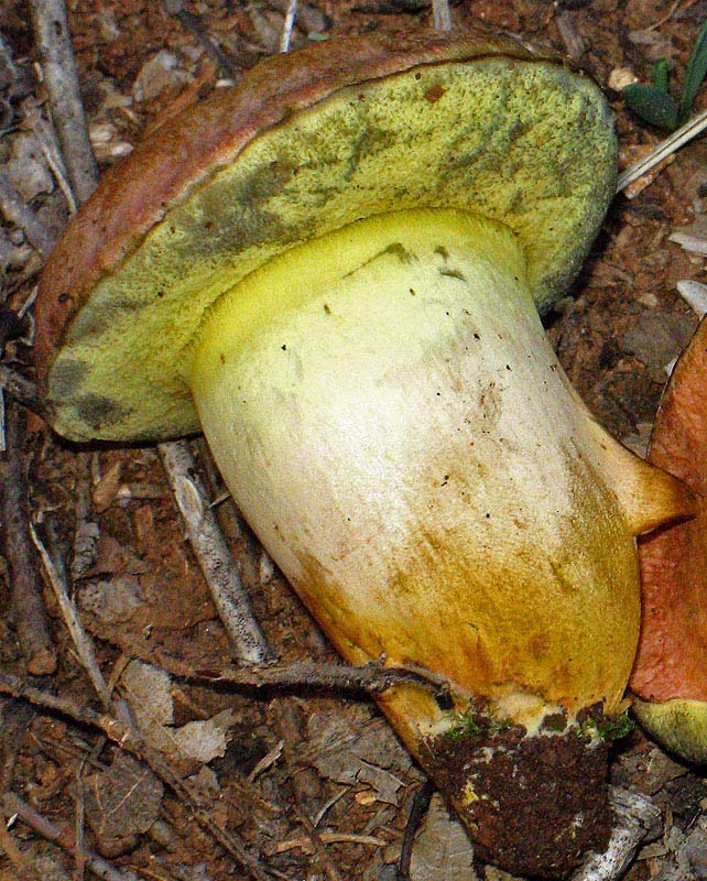 Xerocomus persicolor e armeniacus